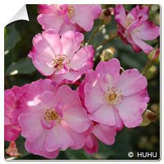 Roseira 'Lavender Dream'